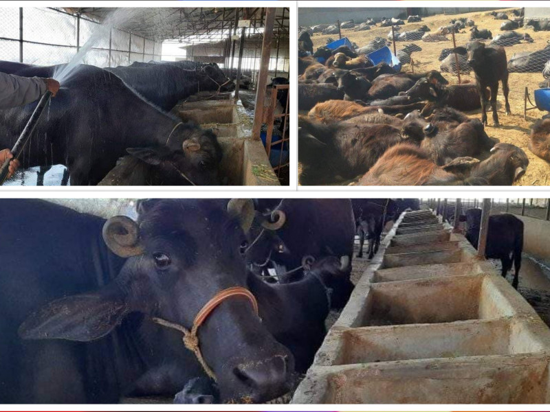 जागिर छोडेर भैँसी पाल्न थालेका गजबहादुर भन्छन्, 'ठगी, चाेरी पाे नखानु, गरी खान केको लाज ?'